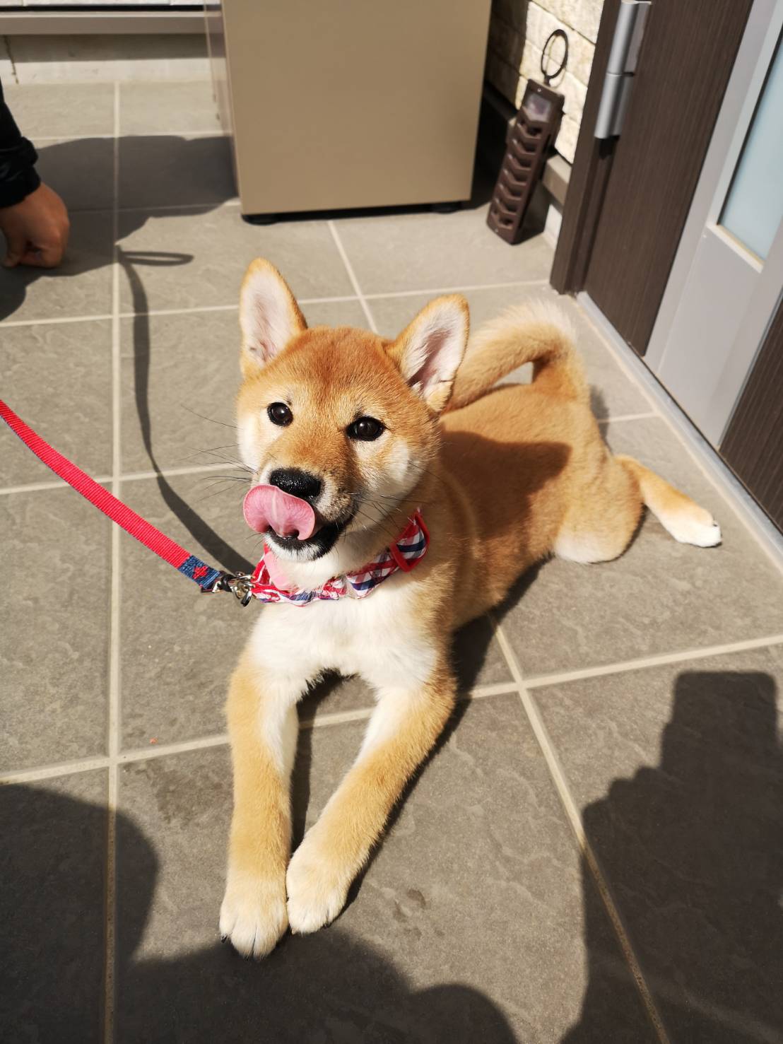 柴犬　散歩