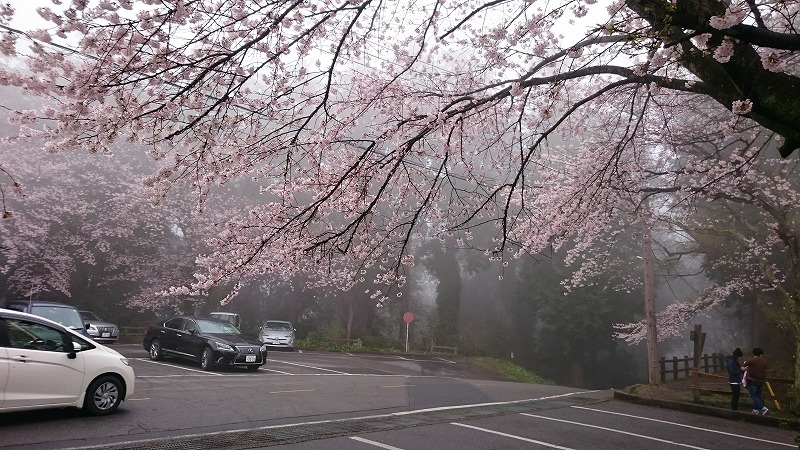 太平山　桜
