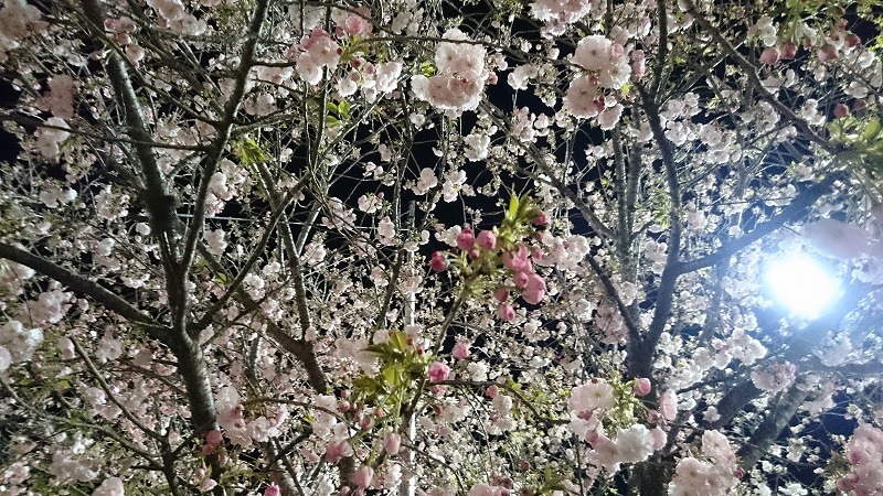 天平の丘公園　八重桜